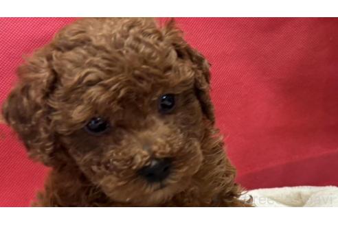 成約済の愛知県のタイニープードル-379273の1枚目